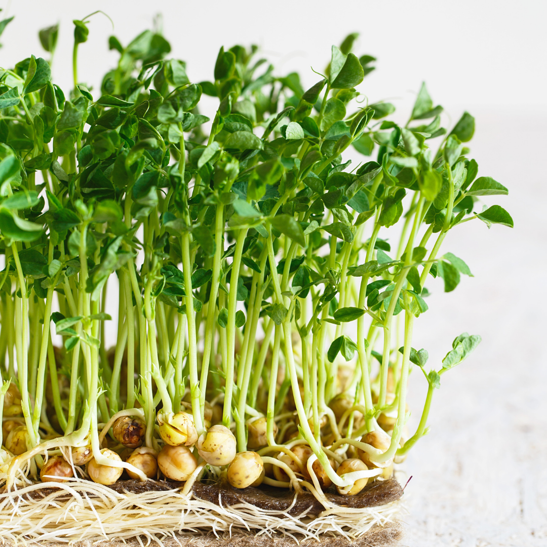 Pea Shoots