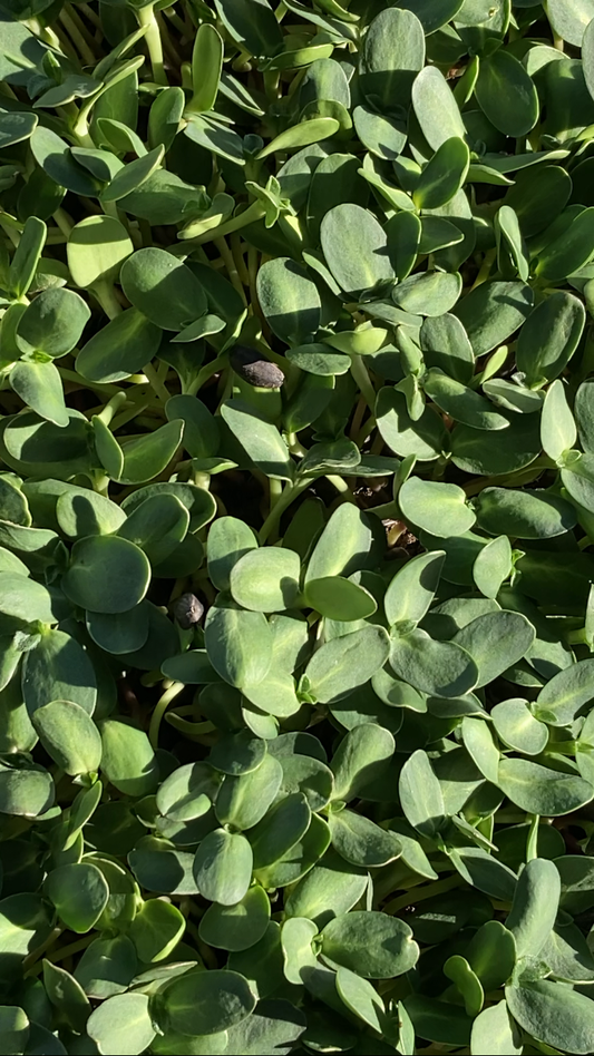 Sunflower Shoots