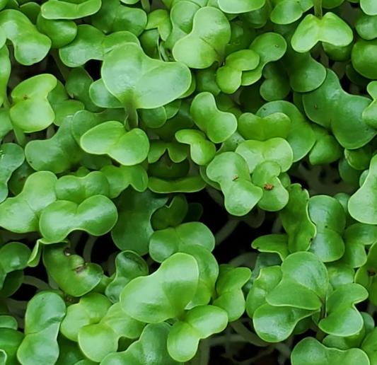 Broccoli Microgreens