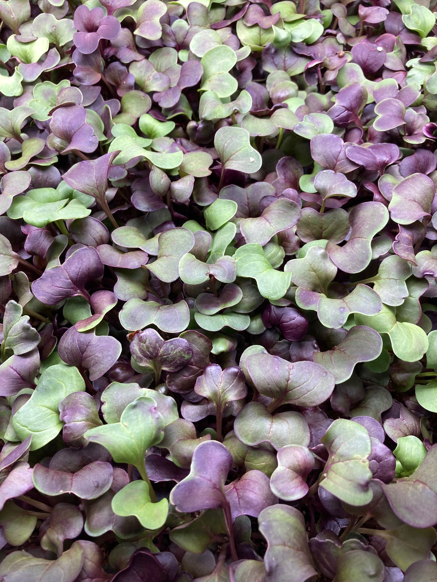 Purple Radish Microgreens