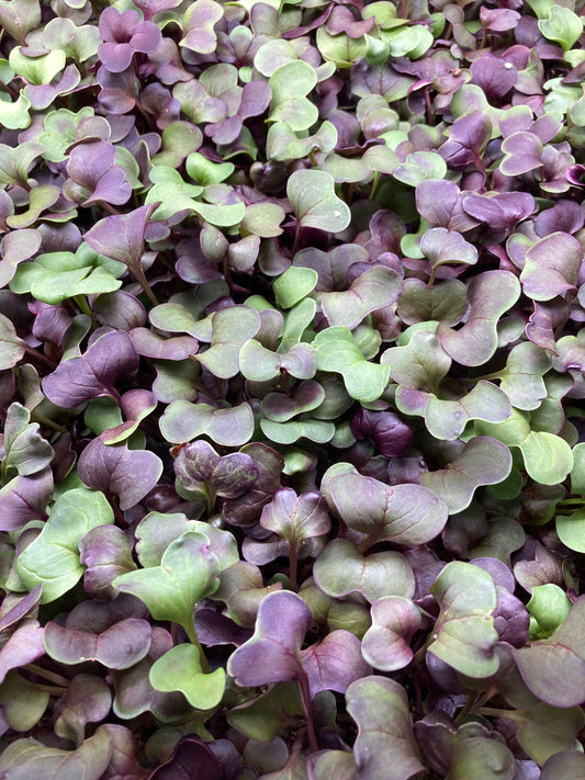 Purple Radish Microgreens