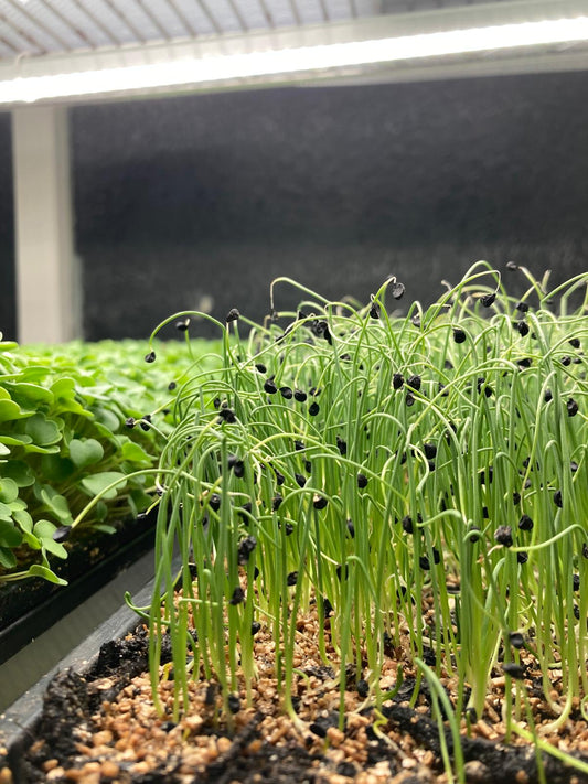 Micro Onion