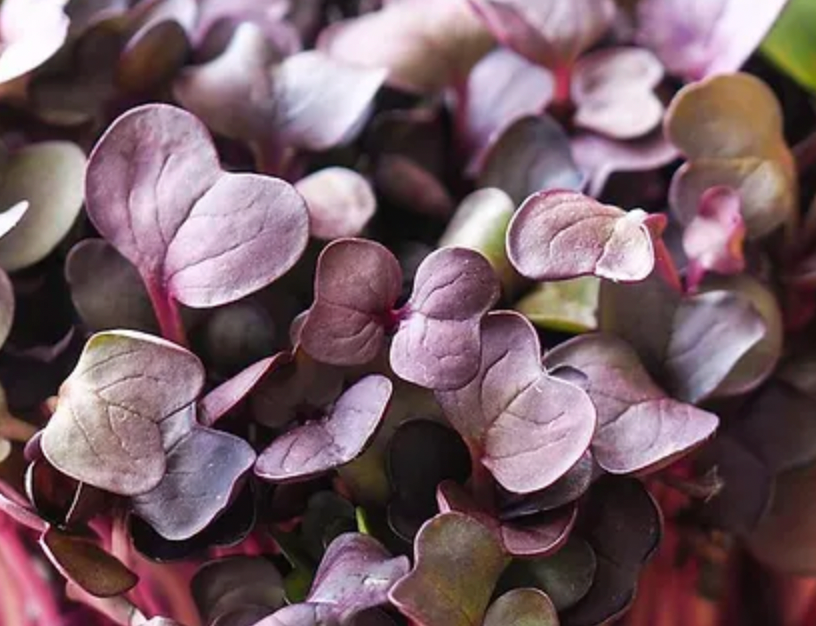 Purple Radish Microgreens