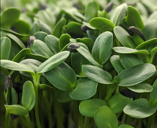 Sunflower Shoots
