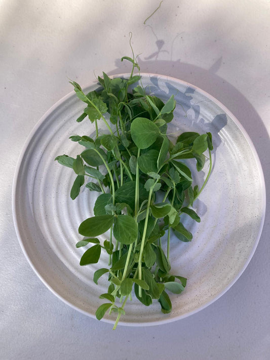 Pea Shoots