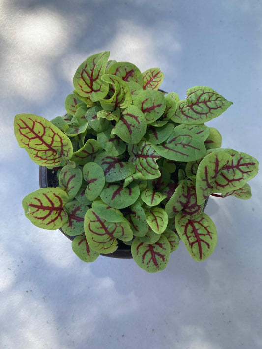 Red Vein Sorrel